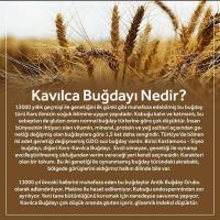 Kavılca Bulguru 